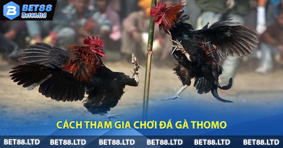 Cách tham gia chơi Đá gà Thomo