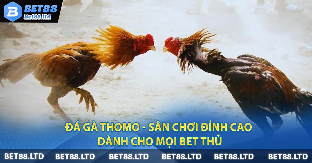 Đá gà Thomo - Sân chơi đỉnh cao dành cho mọi bet thủ