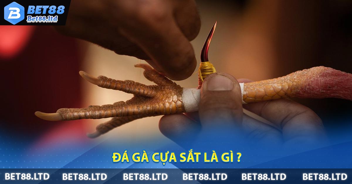 Đá gà cựa sắt là gì ?