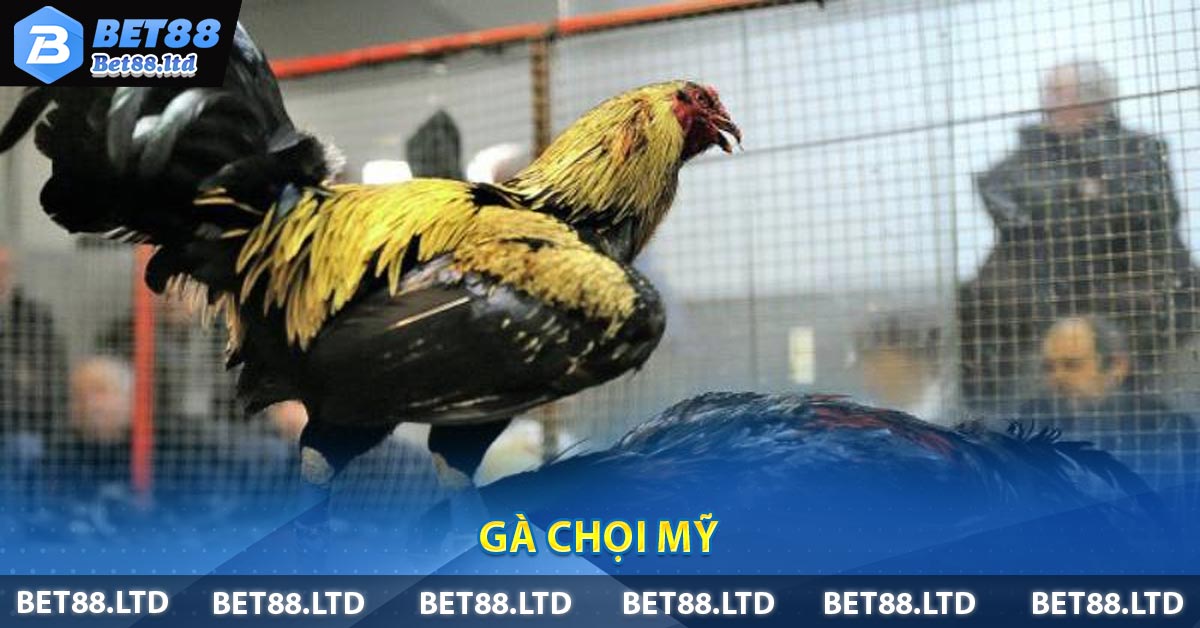 Gà chọi Mỹ