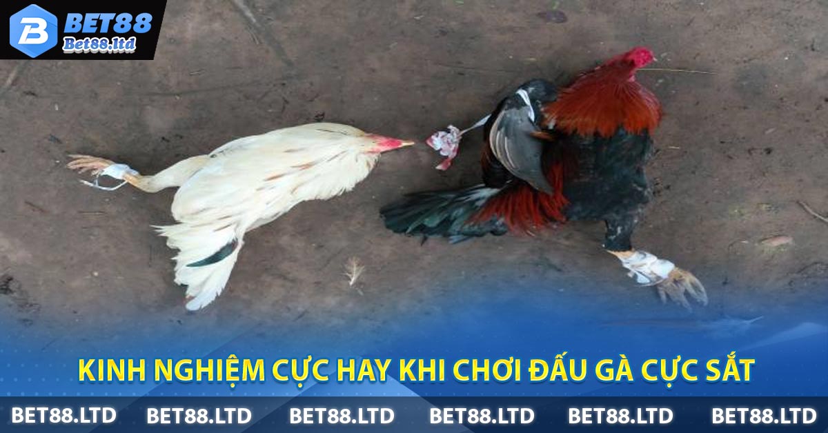 Kinh nghiệm cực hay khi chơi đấu gà cực sắt