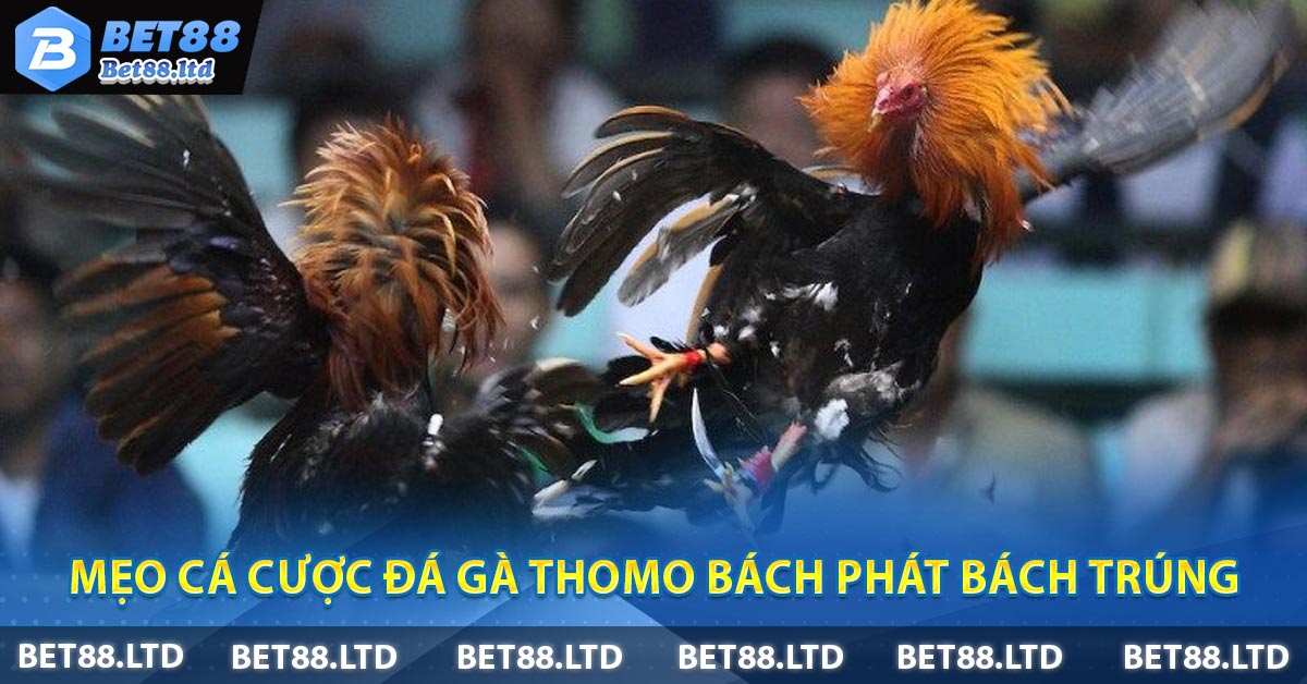 Mẹo cá cược đá gà Thomo bách phát bách trúng