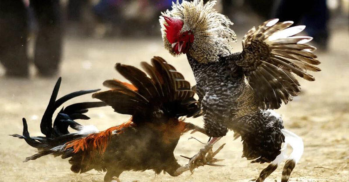 Giới thiệu khái quát về đá gà 23WIN