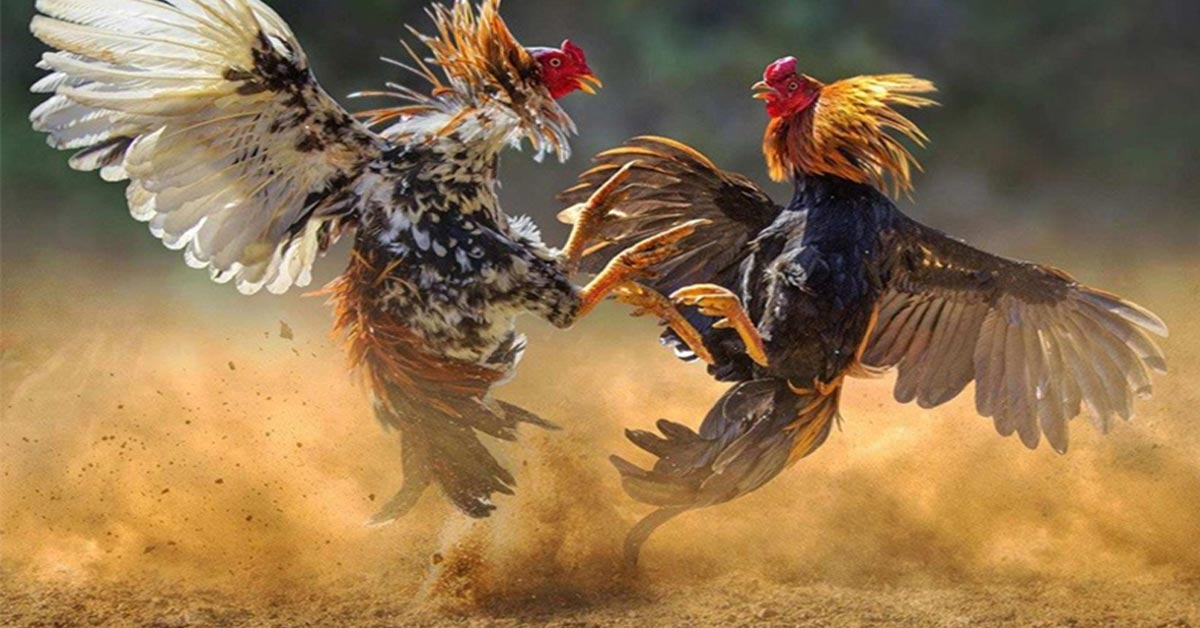 Sảnh cá cược 23WIN có loại đá gà nào?