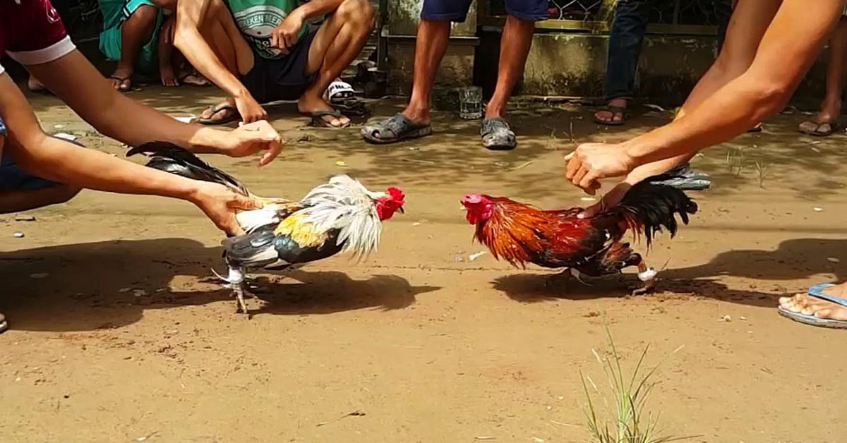 Sức hấp dẫn không thể nào bỏ qua tại sảnh đá gà 23WIN